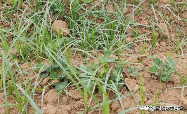 南阳唐河县毕店210亩春花生，杂草众多该如何防治？莎草马唐铁苋