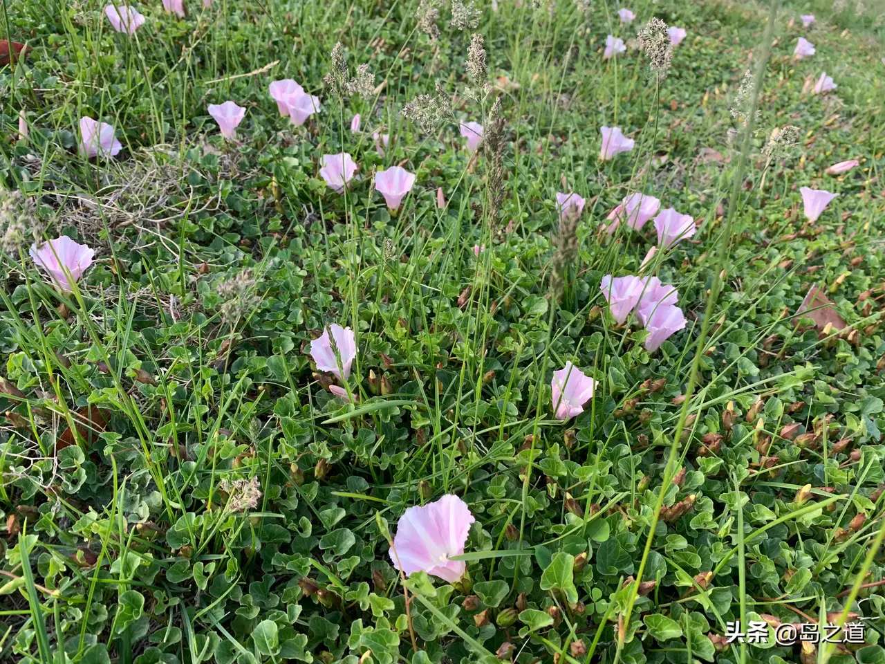 含12生肖的植物名,用十二生肖组成的植物名