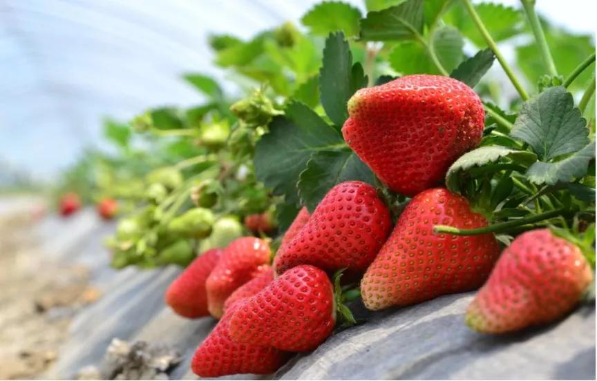 黄峰：“苗”准新商机“种”下二次创业梦