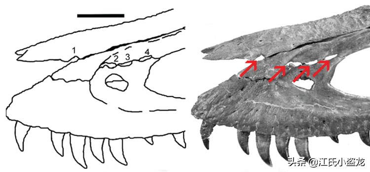 纯银版的霸王龙咬合力到底有多强,霸王龙奔跑的最大咬合力约是多少