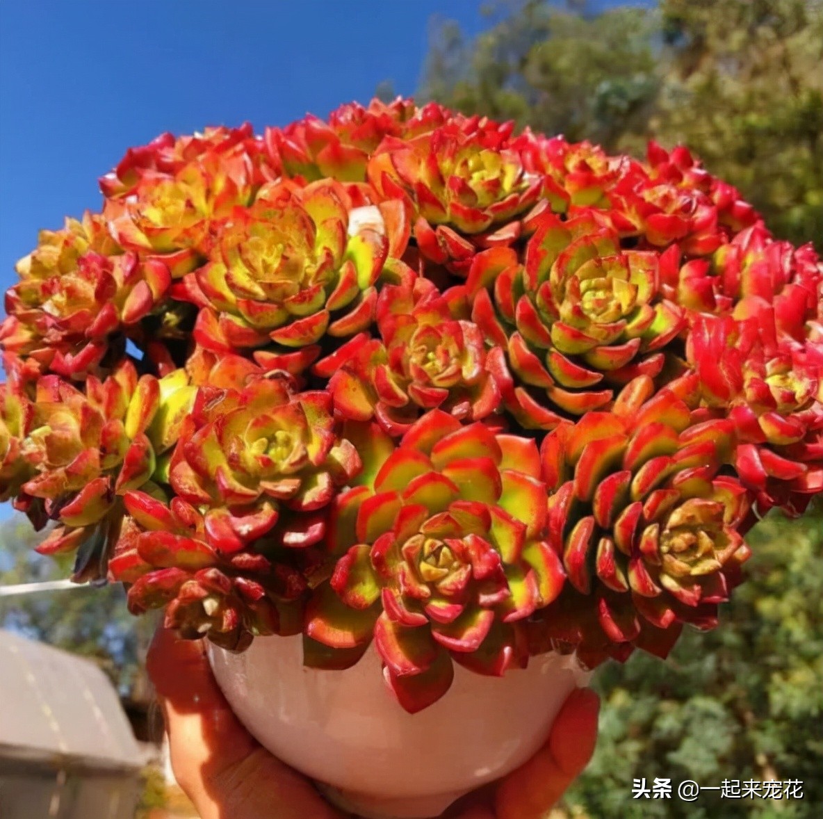 蒂亚怎么养出老桩,老花匠月季养殖方法