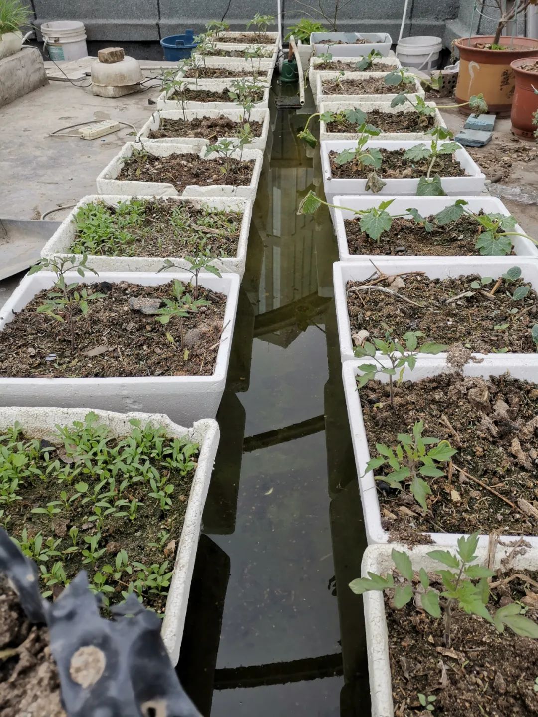 如何防止绿藻缠水泵,水泵会抽走绿藻吗