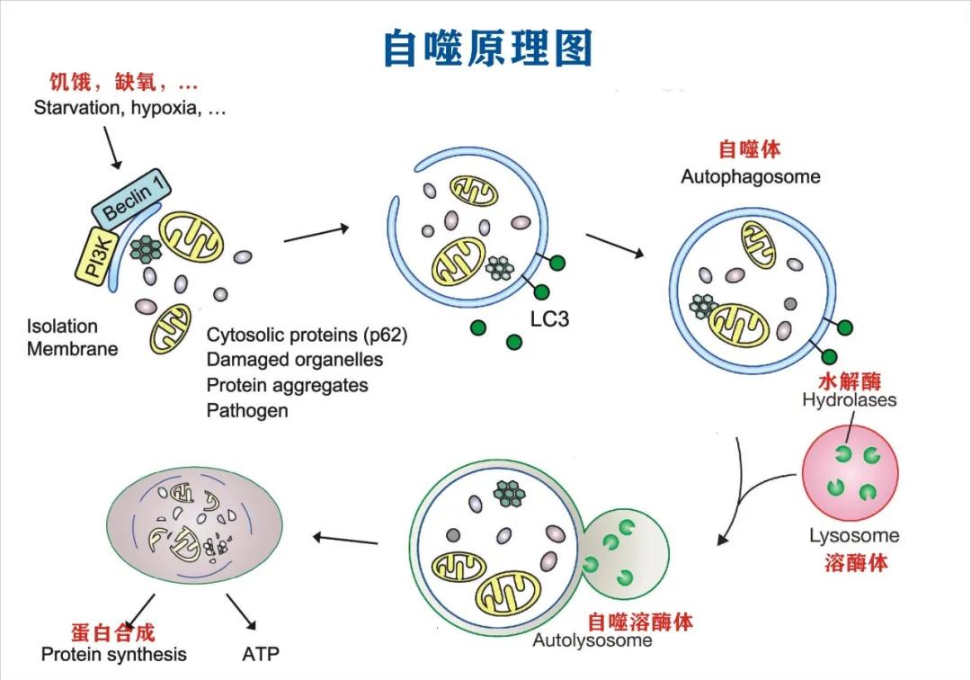 诺贝尔医学奖治疗癌的几种理论,世界上首例治愈胰腺癌