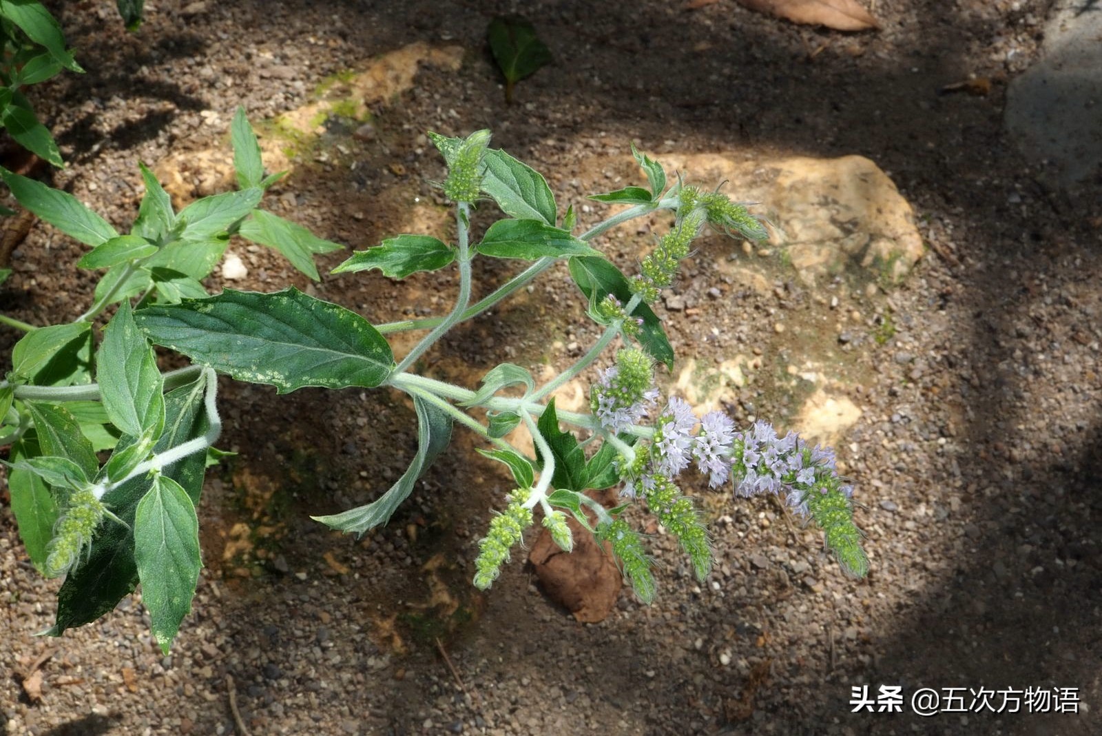 10种口味薄荷糖,十种薄荷