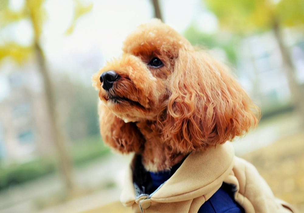 狗尿结晶尿血怎么治,狗狗尿血一天就死了是什么原因