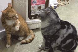 3个月的布偶猫怎么培养性格,怎么培养小猫有猫德