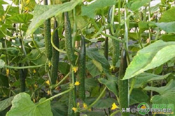 黄瓜缺钙怎么补,黄瓜缺钙镁的表现