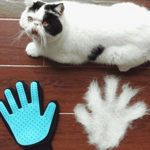 爱掉猫毛怎么办,如何彻底解决猫咪掉毛