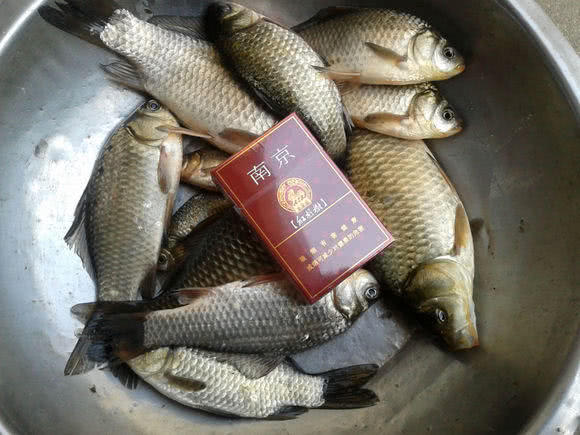 为什么有些鲫鱼吃起来有股煤油味,怎么去除河里鲫鱼的煤油味道