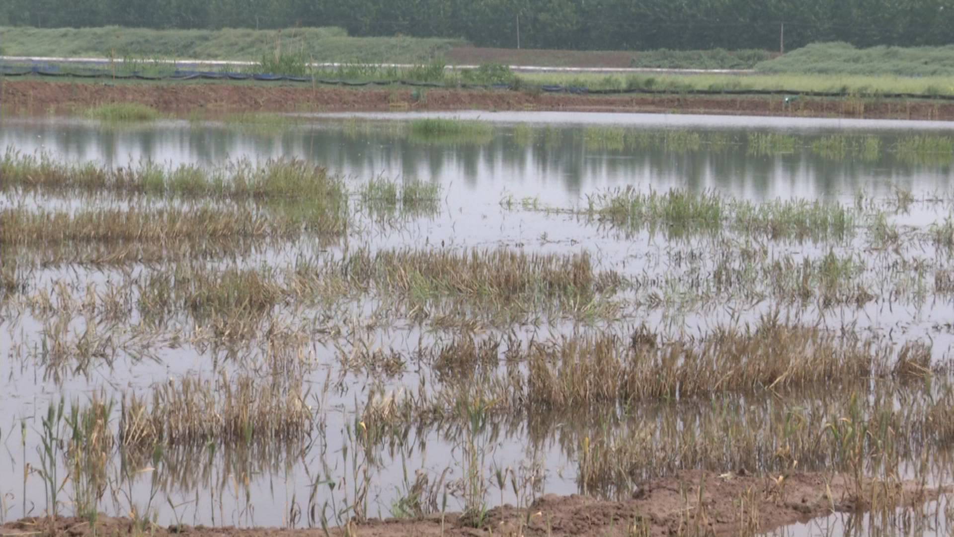 新手养虾遇难题，每天从虾塘里捞出大量“断腿”死虾，很着急！这是什么病？