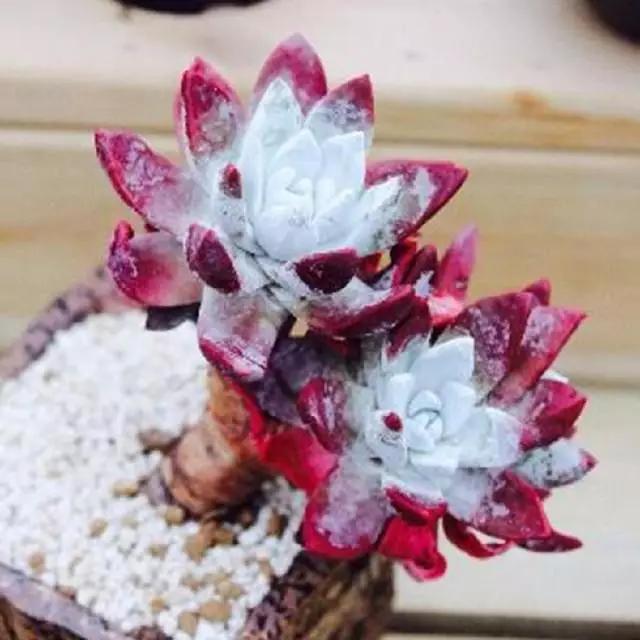 最全多肉图鉴大全,图鉴植物