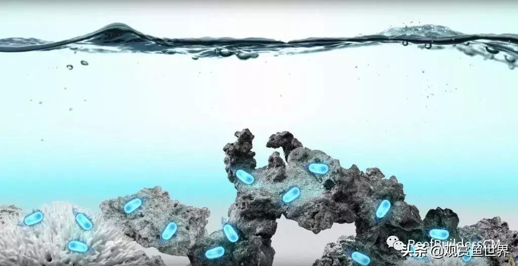 鱼缸硝化细菌培养期间能喂鱼吗,鱼缸培养硝化细菌鱼停止喂食吗