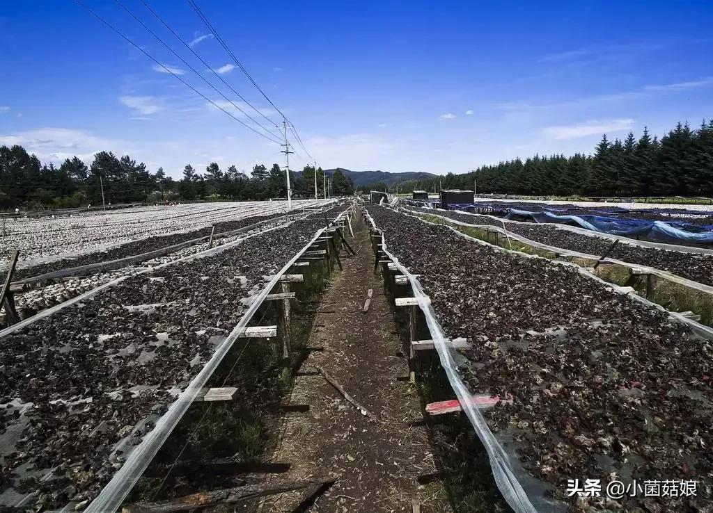 椴木黑木耳种植前景,黑木耳种植赚钱吗