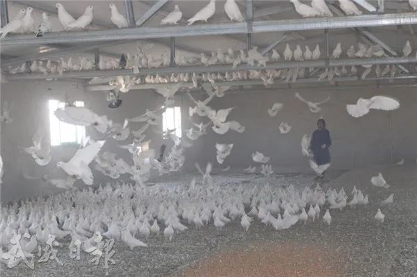 扶贫鸽子托起群众致富梦,小鸽子放飞致富视频