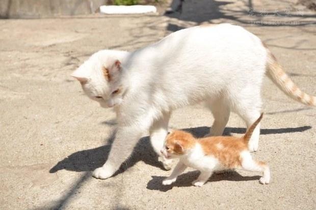 猫咪呕吐腹泻白细胞低但不是猫瘟,猫咪腹泻呕吐食欲不振用什么药