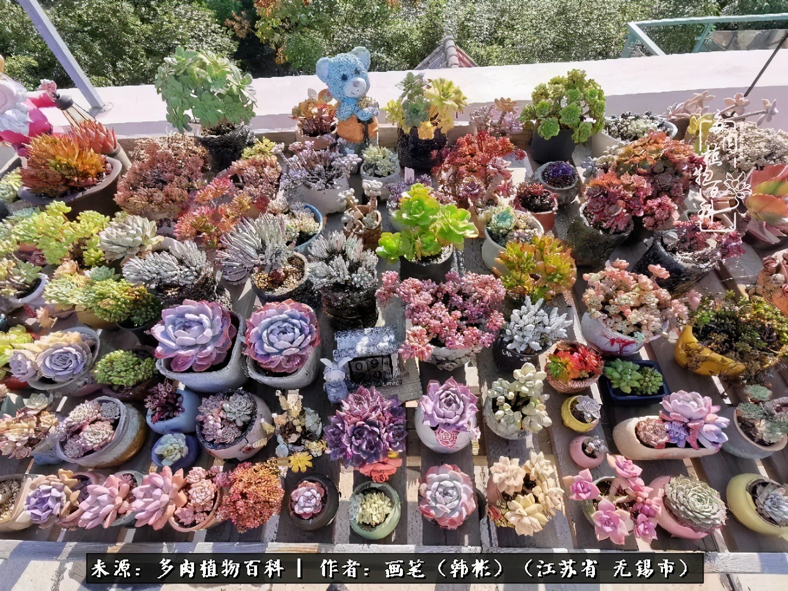 阳台多肉花园简直美翻了,适合男生养的多肉