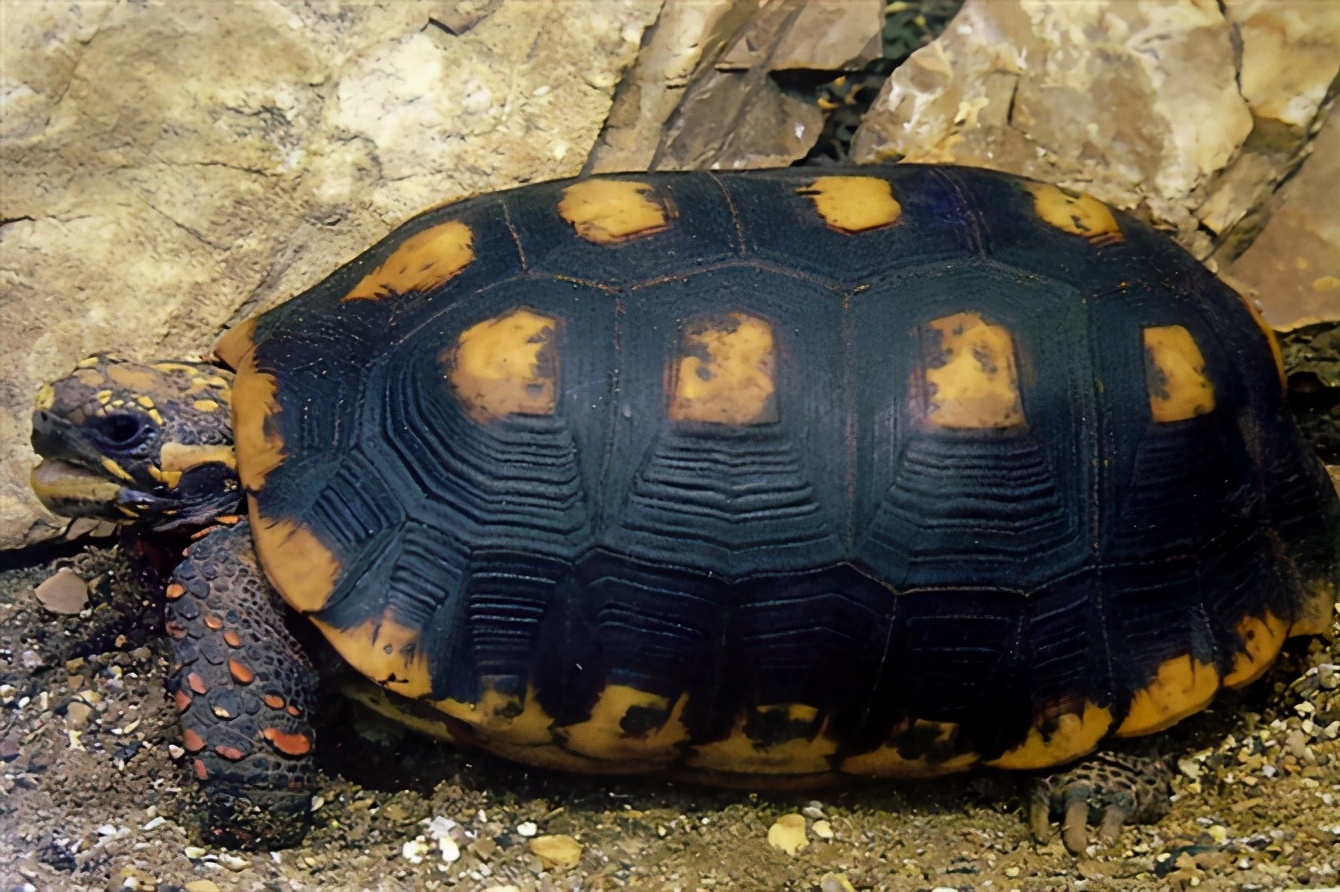 各种龟类图片大全大图,龟类展示会