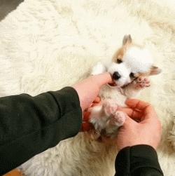 狗狗的宝宝,狗狗的宝宝日常