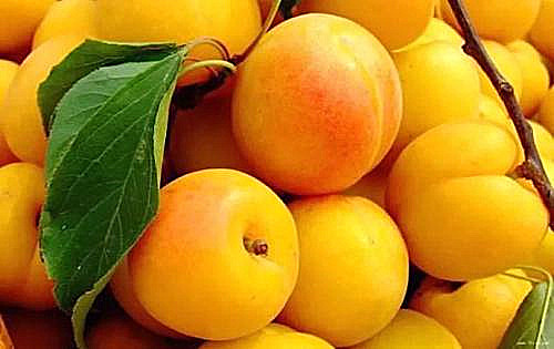 各种水果挑选小妙招,各种水果挑选技巧大全