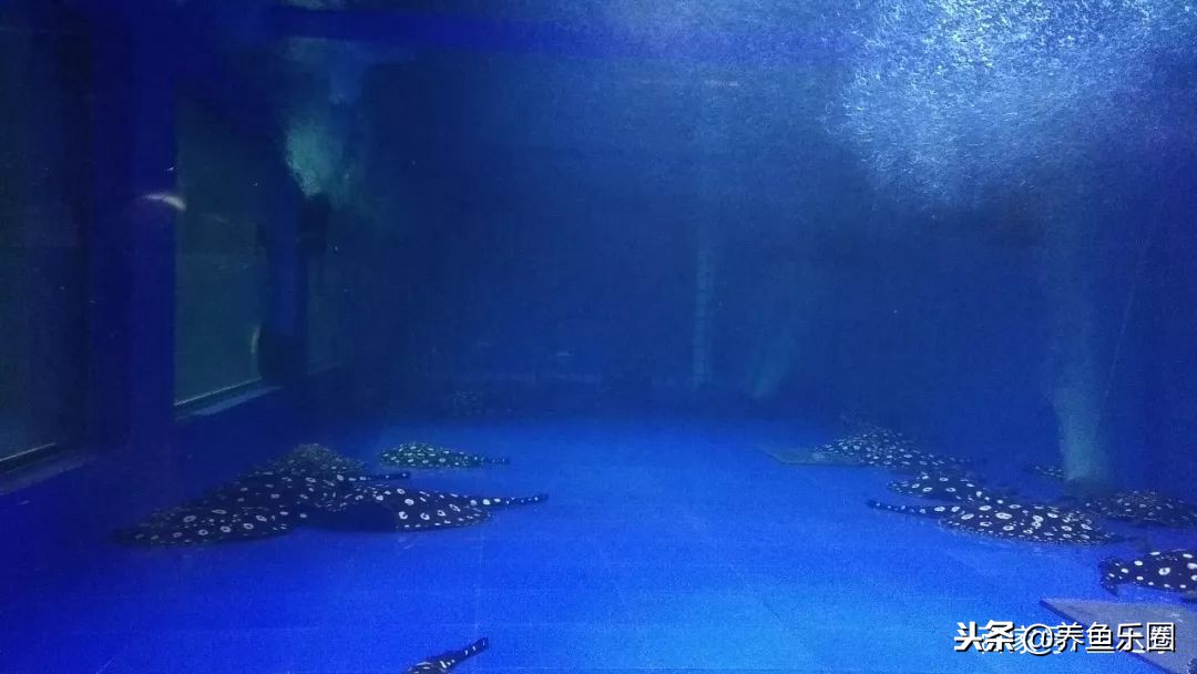 这位土豪家的渔场,光滤材就花了500多万,你确定不要见识一下?