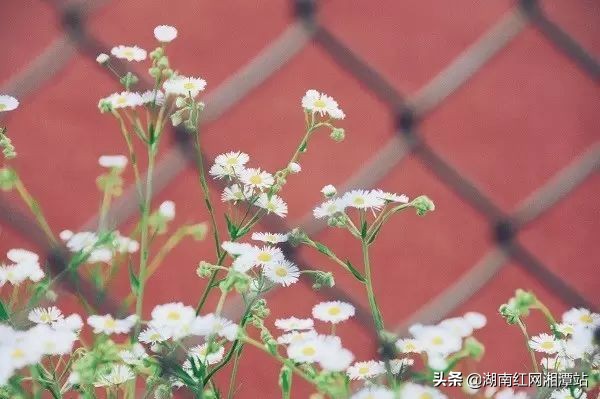 湘潭大学图,湘潭大学是湘大校友最多的大学