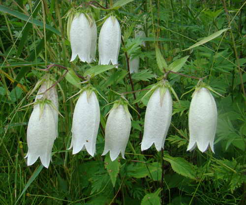 紫风铃花盆栽怎么养,地栽紫斑风铃草的养殖方法