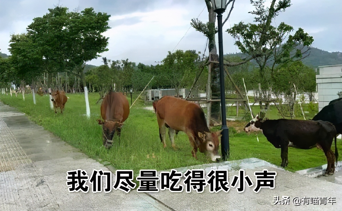 北大猫咪图鉴,中国人民大学猫咪图鉴