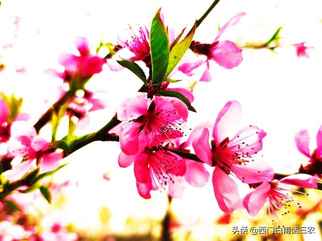 桃吃饱杏伤人什么意思,桃饱杏伤李子树下埋死人的意思