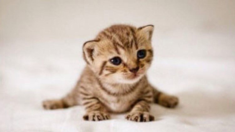 怎么规定猫一日三餐的时间,猫咪的三餐如何分配