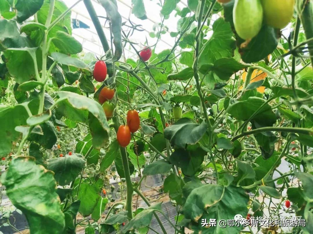 国庆去内蒙古旅游景点,国庆去哪儿最好玩内蒙