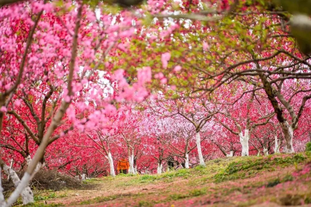 成都市秀丽东方,成都秀丽东方还在开放吗