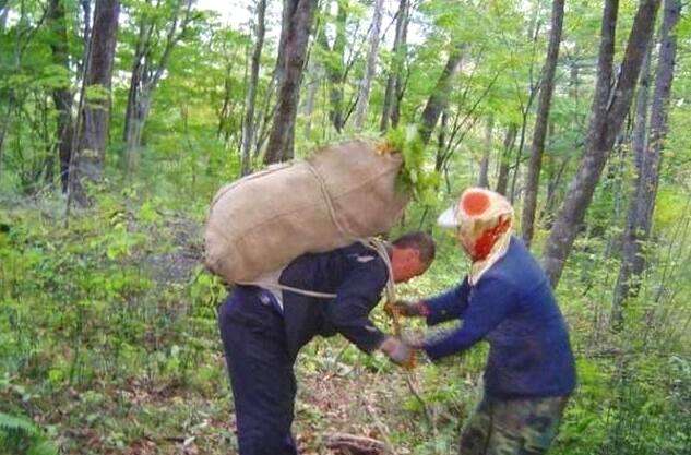 松子为什么那么贵视频,为啥松子贵