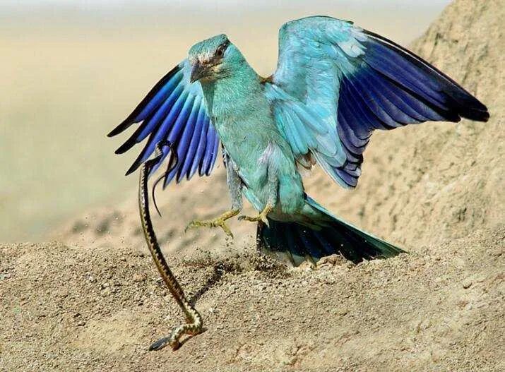 影视里绿色的毒药图,影视剧常见毒药