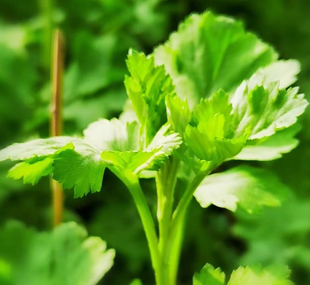 吉林北果：乡下的端午