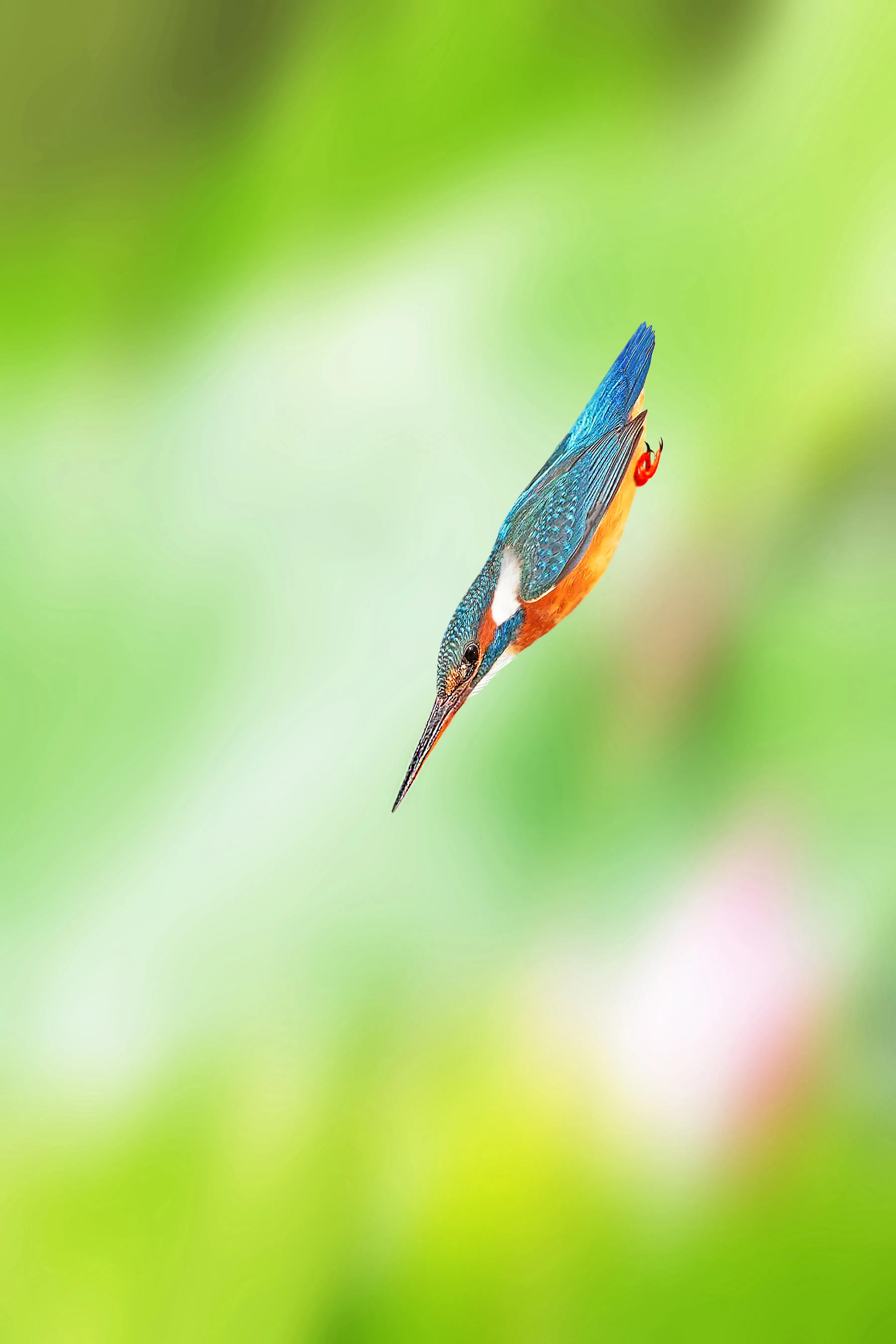 「关于“打鸟”」器材选择、机镜操控、拍摄习惯、注意事项等浅析