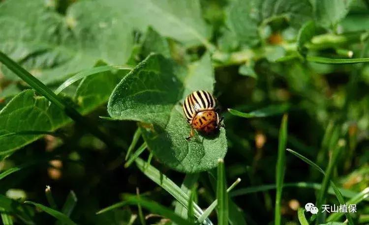 杀虫剂蟑螂药十大品牌,国产农药杀虫剂十大排名