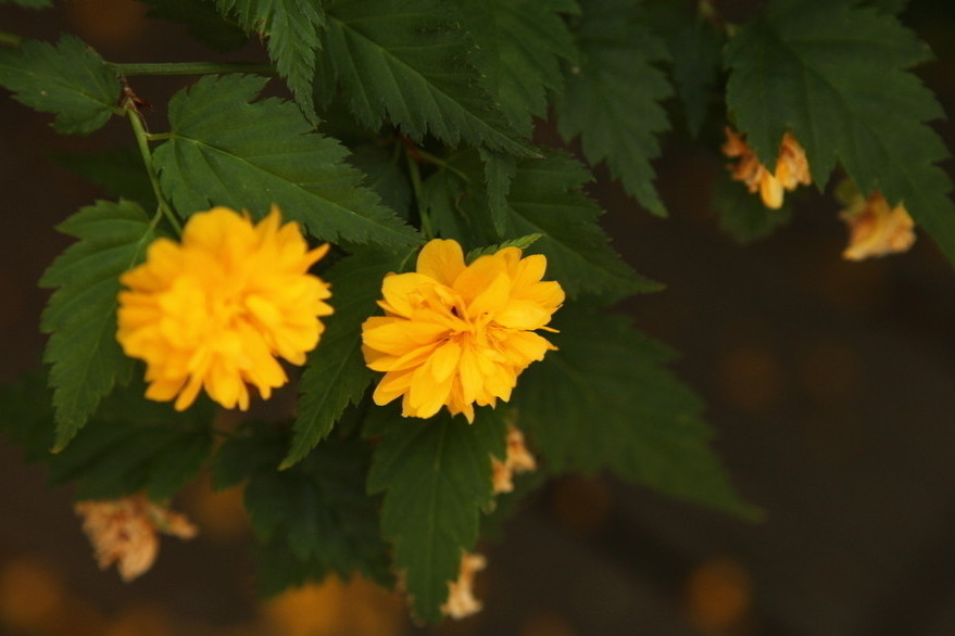 双子座喜欢开朗还是不开朗,双子座隐藏的另一种性格准到可怕
