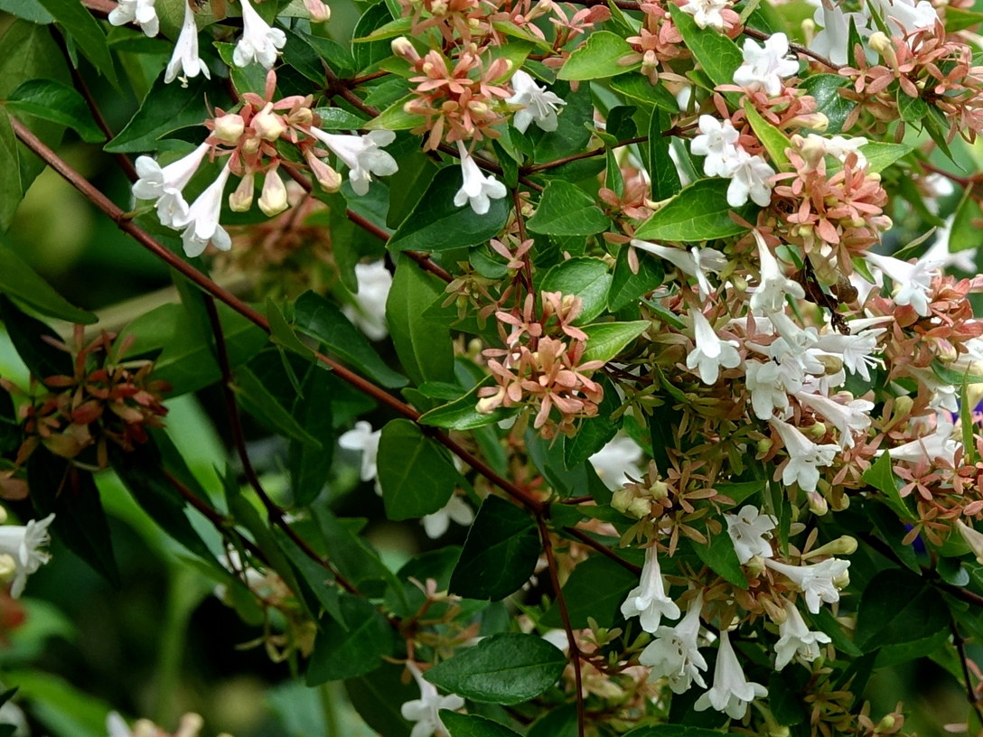 降龙木花树,降龙木树花图片