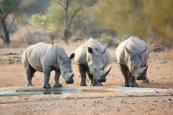 文玩的十大黑幕,文玩最让人无奈的六件事