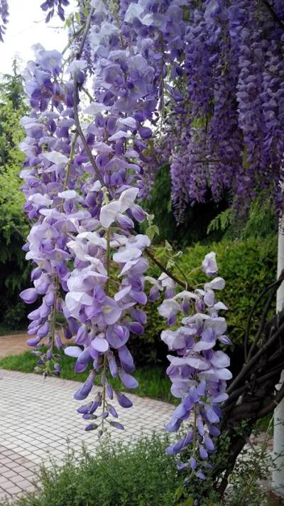 清新的花可以做什么菜,做菜点缀可食用的花