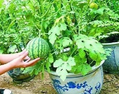 阳台盆栽西瓜如何正确地进行栽种,冬季种植盆栽西瓜小技巧