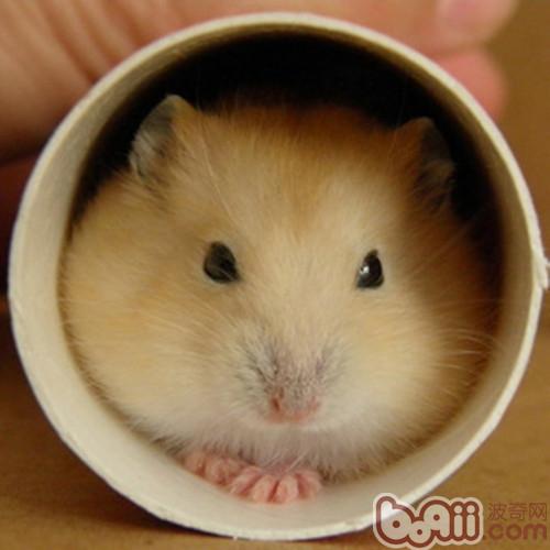 仓鼠把小孩手咬出血了要打针吗,被仓鼠咬要打针