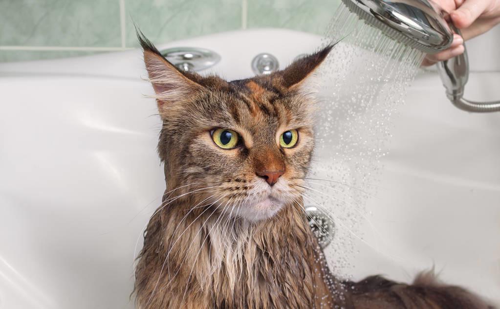 给猫猫洗澡要注意哪几点,怎么给猫洗澡是正确的方式