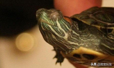 乌龟眼肿的原因及治疗方法,龟的眼睛肿得像泡似的是什么病