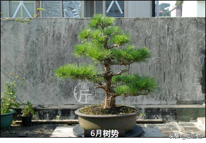 黑松盆景造型实例图解 (小型黑松造型盆景)