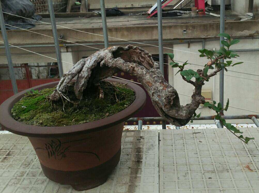 小叶榔榆盆景叶子黄了怎么办,榔榆盆景树桩光掉叶子怎么回事