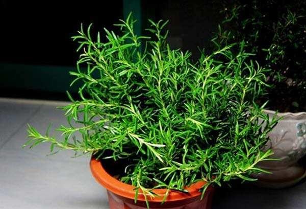 细菌最怕5种花家里养一盆,净化空气甲醛最怕的十种花