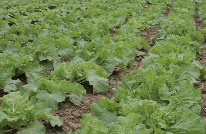 白菜干叶是什么病如何处理,白菜烂心烧心用什么肥料最佳