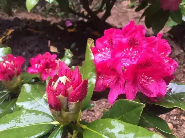 四月芳菲尽黄山杜鹃始盛开,人间四月芳菲尽高山杜鹃始盛开图