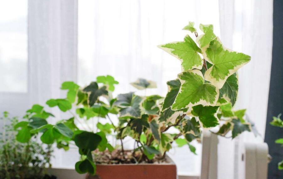 四季常青观叶树,四季常青常春藤怎么养护